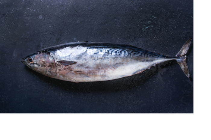 Tuna.png