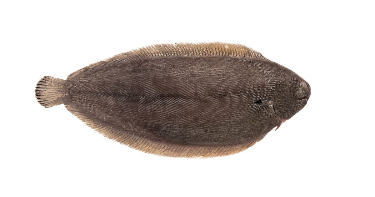 Atlantis of Kilmore Quay Whole Fresh Wild Irish Black Sole