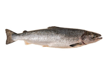 Whole Fresh Salmon from Atlantis of Kilmore Quay