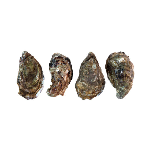 Irish Oysters