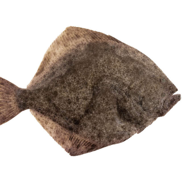 Whole Fresh Wild Irish Turbot