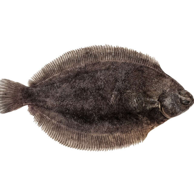 Whole Fresh Wild Irish Lemon Sole