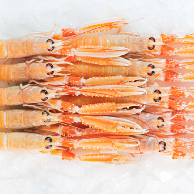 Fresh Whole Dublin Bay Prawns